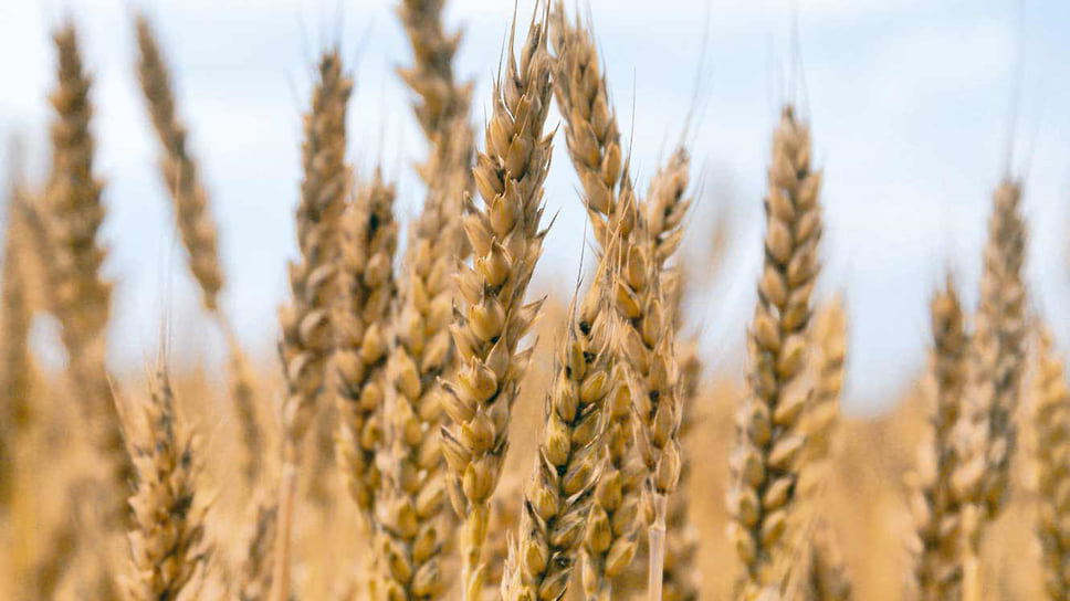 Доля зерна в краевом аграрном экспорте в 2020 году составила 66%