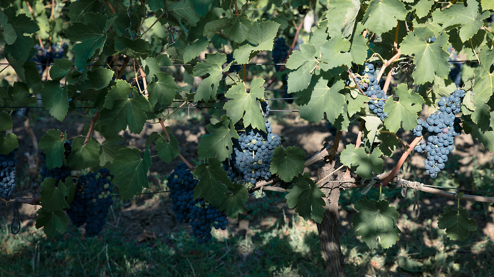 В 2020 году на территории Новороссийска было дополнительно заложено 85 га новых виноградников