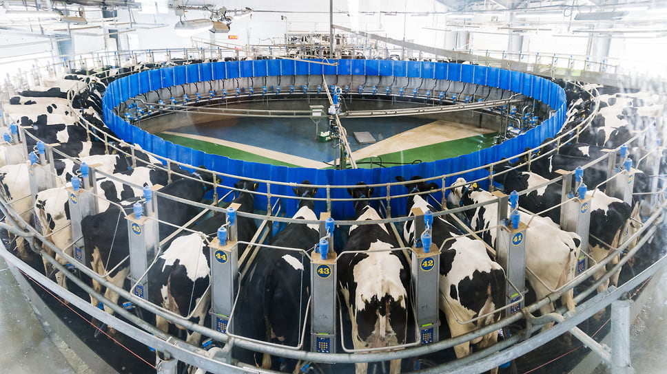 Хозяйства с хорошей генетикой могут получать 12–14 тыс. кг молока на одну фуражную корову