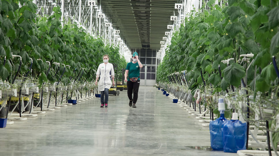 В 2022 году финансирование страхования растениеводства с господдержкой на Кубани составит 531,4 млн руб.