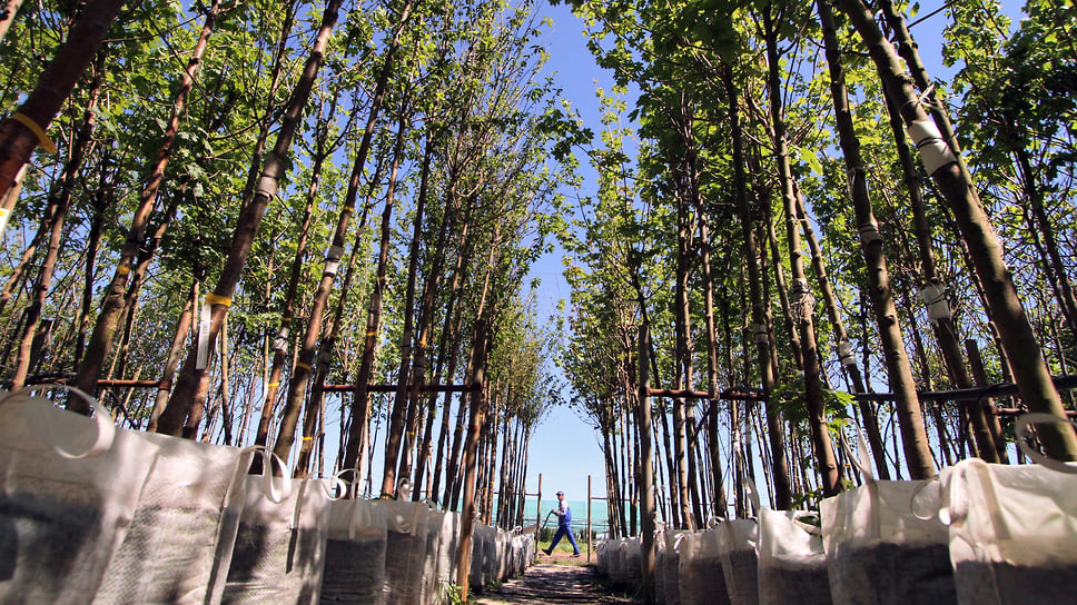 Всего за три с половиной года проведения акции «Краснодар — 10 тысяч деревьев» мэрией было выдано на посадку более 65 тыс. саженцев зеленых насаждений
