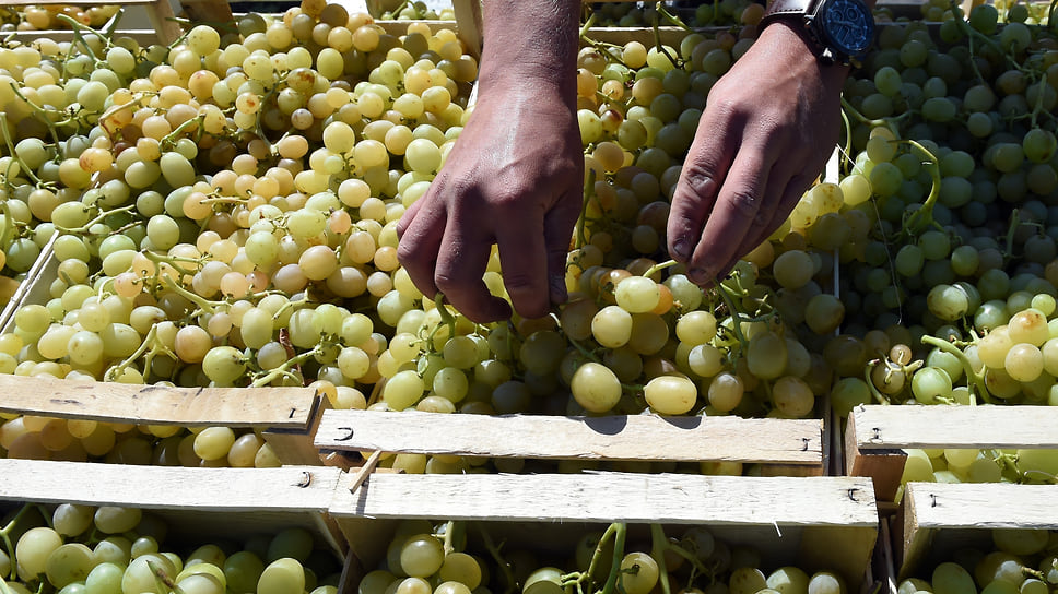 На предприятии «Золотая балка» виноград собирают вручную, что позволяет собрать урожай без вреда для почвы и атмосферы
