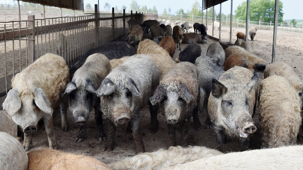 Эксперты уверены, что для развития органического земледелия на Кубани необходимо развивать отрасль свиноводства