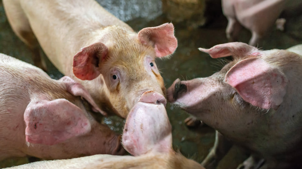 В августе в Ейске завершено строительство второй и третьей очередей свиноводческого селекционно-генетического центра