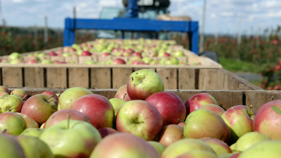 Садоводы просят правительство ограничить ввоз импортных яблок в период массового сбора и реализации отечественных плодов