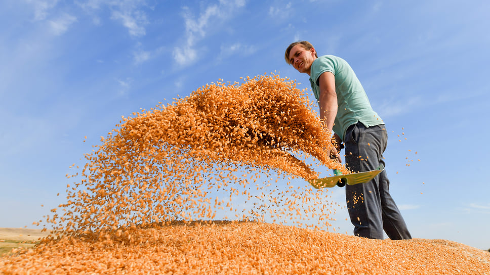 Пшеница считается одной из основных культур, гарантирующих продовольственную безопасность страны