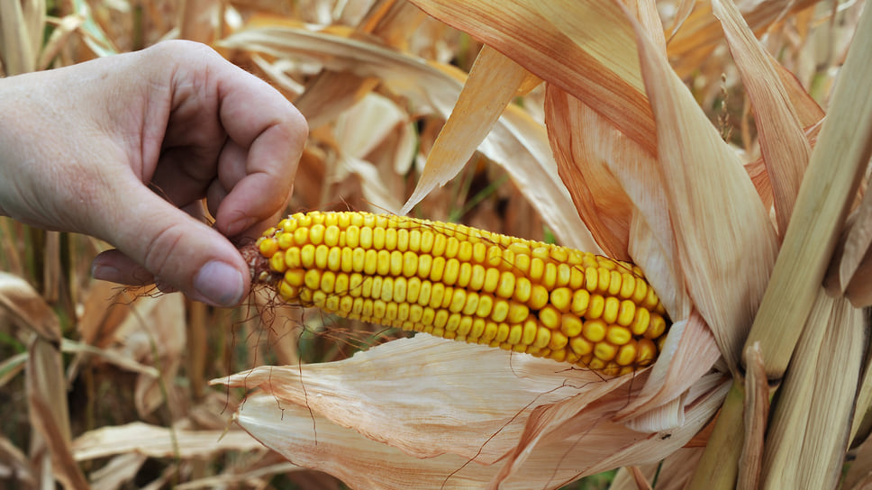 В текущем году ожидается увеличение доли высева семян отечественной селекции по кукурузе до 50–55%