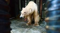Белый медведь из Норильска проходит реабилитацию в зоопарке «Роев Ручей»