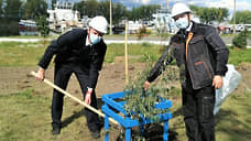 Енисейское речное пароходство совместно с Красноярской транспортной прокуратурой высадило деревья