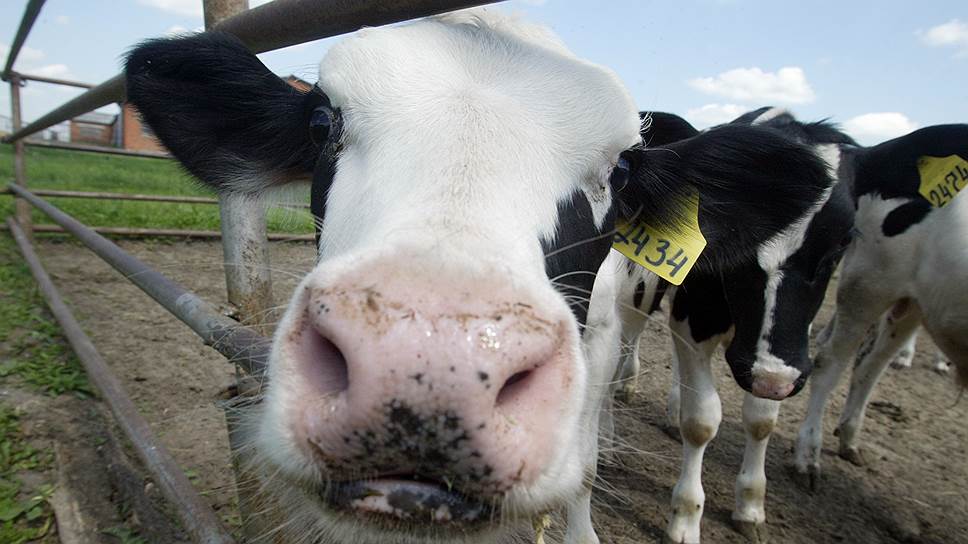 Законодательное собрание хочет скорректировать правила игры на молочном рынке региона