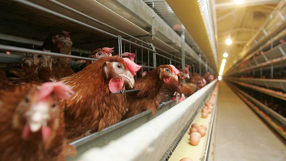 Банкротство Нолинской птицефабрики довело акционера до ареста 