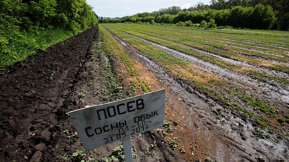 По версии следствия, при Николае Горелове лесной департамент закопал более 19 млн руб. бюджетной субсидии