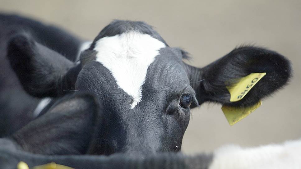 В АО «Хмелевицы» намерены втрое увеличить поголовье молочных коров