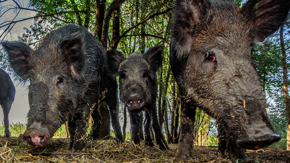 В расплодившихся диких кабанах Россельхознадзор видит серьезные риски для  свиноводства