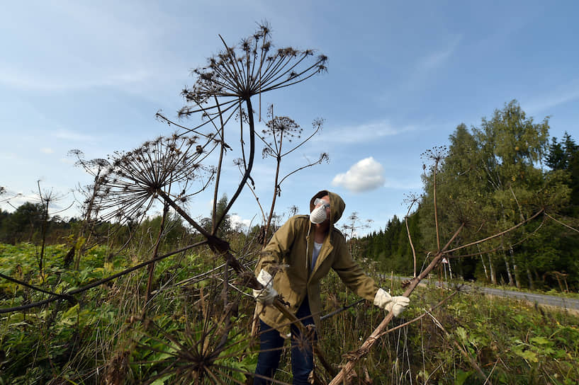 Заброшенные поля в Нижегородской области зарастают борщевиком, с которым потом борются за счет бюджета