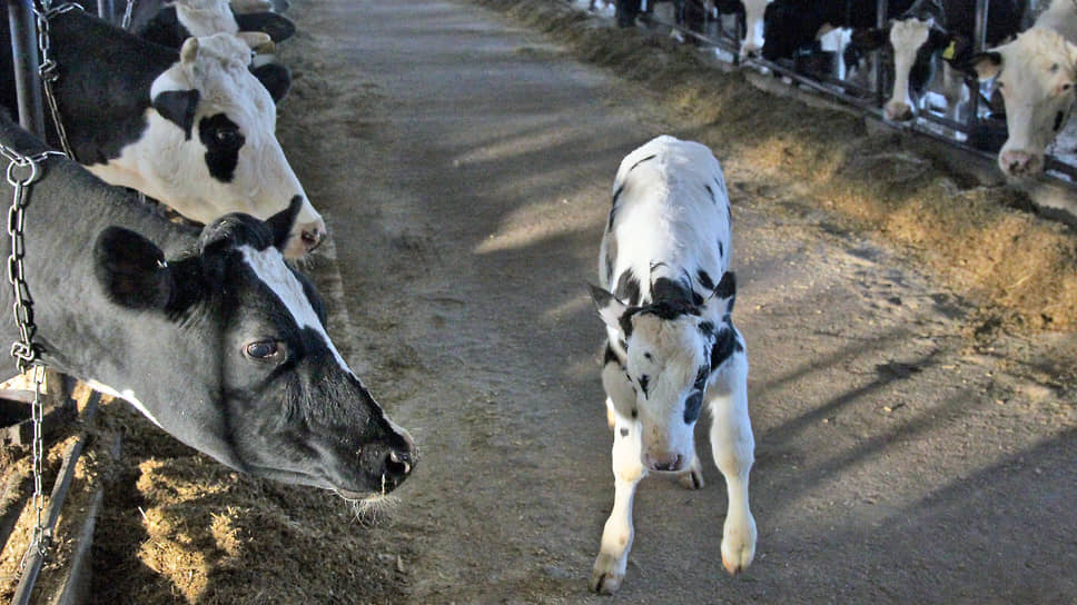 Нижегородская область может стать пионером в селекции коров