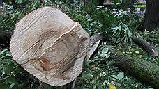 Нижегородская мэрия компенсируют 100% срубленных деревьев в сквере имени 1905 года