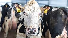 Кировская область заняла пятое место среди регионов России по производству молока