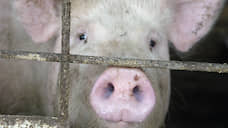 Из-за АЧС у жителей Княгининского района изъяли и сожгли более 200 свиней