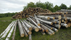 «Черные лесорубы» нанесли ущерб нижегородским лесам на 65 млн рублей
