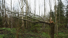 Для выявления последствий урагана в нижегородских лесах задействуют квадрокоптеры