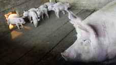 У фермеров Воскресенского района решено выкупить свиней из-за АЧС