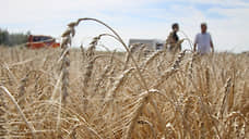 Нижегородские аграрии вывели новый сорт пшеницы к юбилею Пушкина