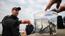 В Нижегородской области начали выпускать мальков в водоемы рыбоводных хозяйств