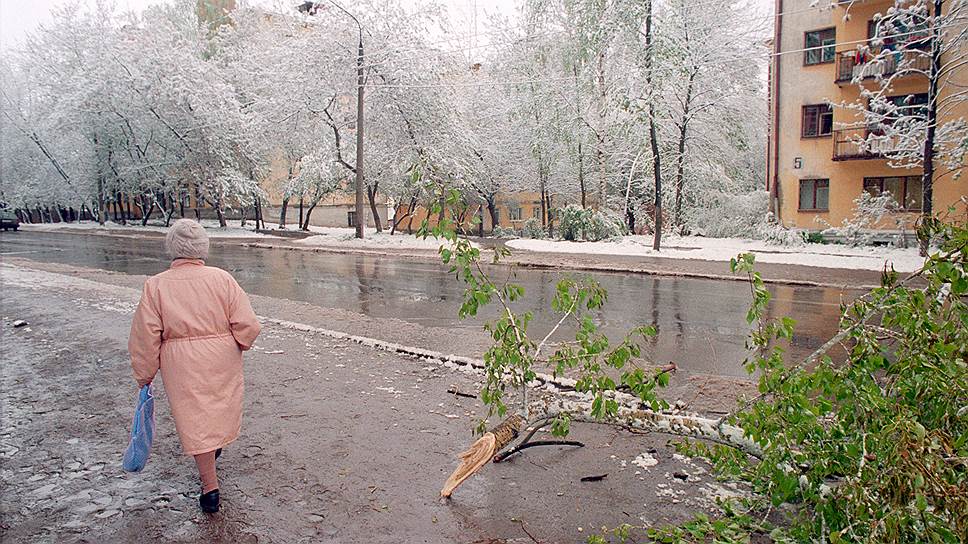 16 мая 2000 года. Ветка, сломанная под тяжестью выпавшего снега