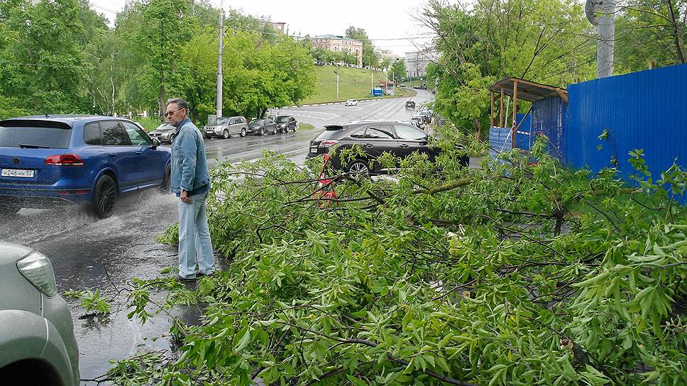 Улица Добролюбова пополнила список перегороженных упавшими деревьями