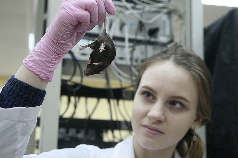 Лаборатория нижегородского нейроцентра института биологии и биомедицины при ННГУ им. Лобачевского. Мышей здесь живет гораздо больше, чем людей 