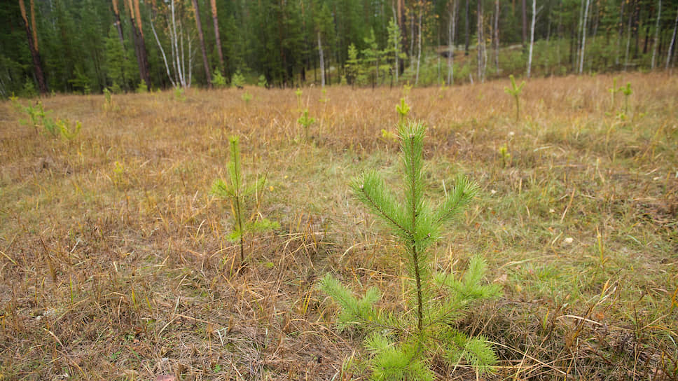Ежегодно в Нижегородской области проводят лесовосстановительные работы. В прошлом году было высажено 5,5 тыс. саженцев деревьев