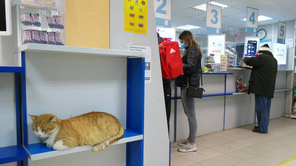 А кошачий сон не потревожат даже посетители почтового отделения