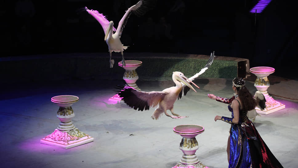 Дрессировщица с пеликанами