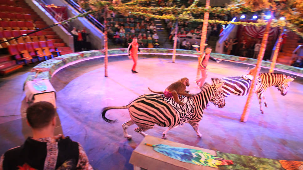 В цирке есть конюшня на 37 стойл, вольеры для других животных и большая ветлечебница