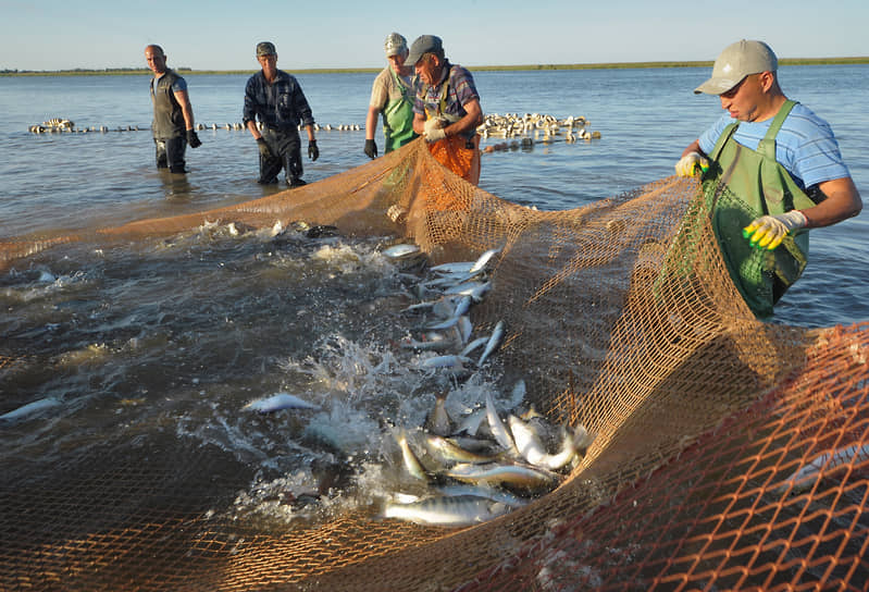 Вскоре волжская рыба вновь выплывает к сетям астраханских рыбаков