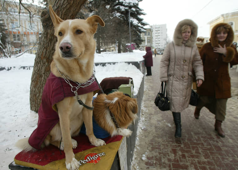 Нижегородцы старшего возраста хорошо помнят собачьи посты на Покровке, собиравшие с прохожих пожертвования на благотворительность
