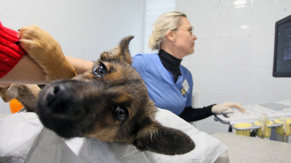 Многим из попавших в приют собак требуется квалифицированная помощь ветеринара