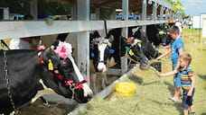 Более 6 тысяч тонн молока в год дает в среднем нижегородская корова