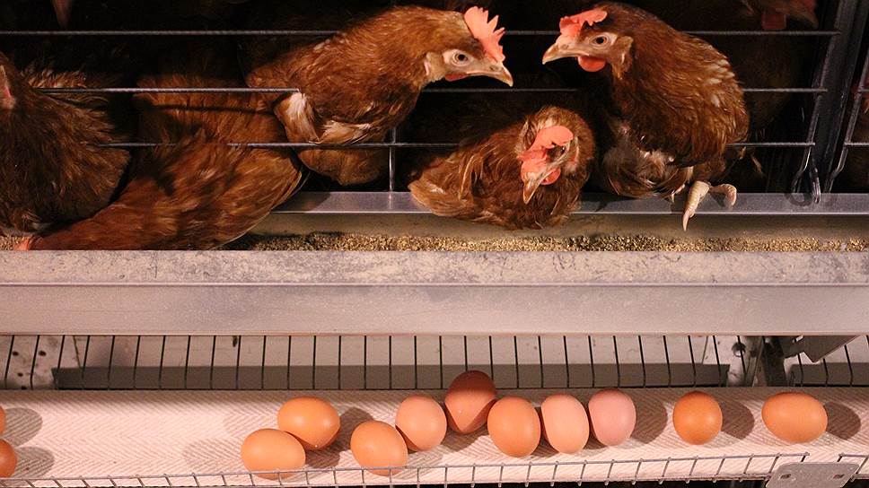 Как птицефабрика «Евсинская» планировала увеличить мощности для выпуска яиц
