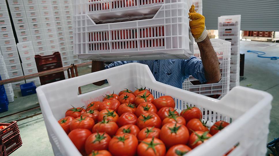 Новосибирск закидают помидорами