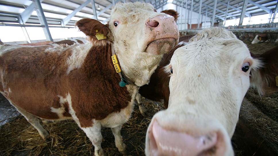 Компания инвестирует около 12 млрд руб. в расширение молочного животноводства и увеличить поголовья стада вдвое