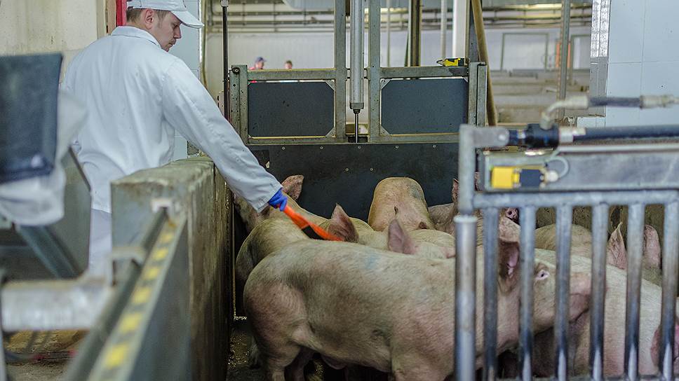 Запуск животноводческого комплекса КПК позволит увеличить производство свинины в Кузбассе в 1,5 раза