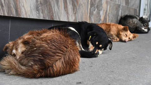 «Собаки над ним откровенно издеваются» // Красноярские депутаты раскритиковали порядок отлова и содержания бездомных животных