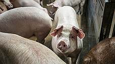 В Омской области уничтожено более 14 тысяч зараженных свиней