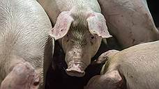 Снят карантин по африканской чуме свиней в Омской области