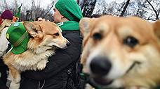 Алтайские депутаты приняли закон о жестоком обращении с домашними животными