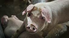 Ущерб от африканской чумы свиней в Омской области оценили в 150 млн рублей