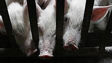 В Красноярском крае снят карантин по африканской чуме свиней