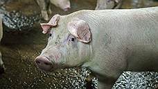 Режим ЧС по африканской чуме свиней снят в Омской области